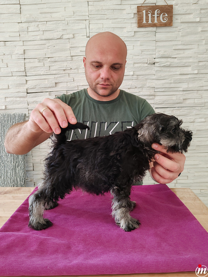 Patuljasti Šnaucer Biber So
