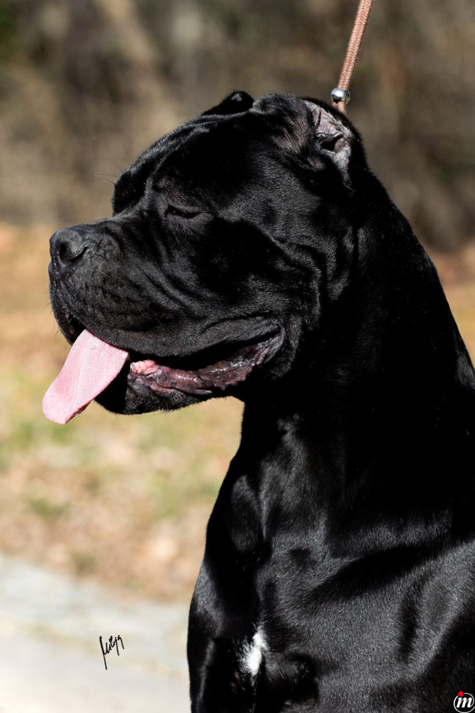Cane Corso