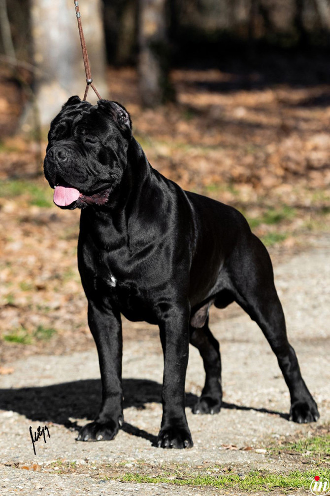 Cane Corso