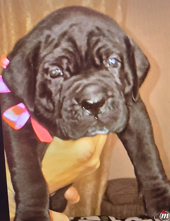 Cane Corso 