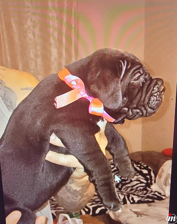 Cane Corso 