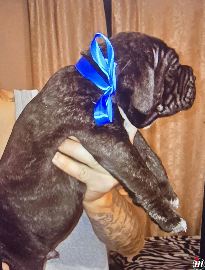Cane Corso 