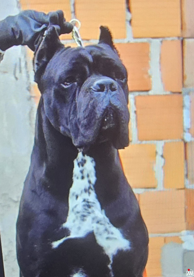 Cane Corso 