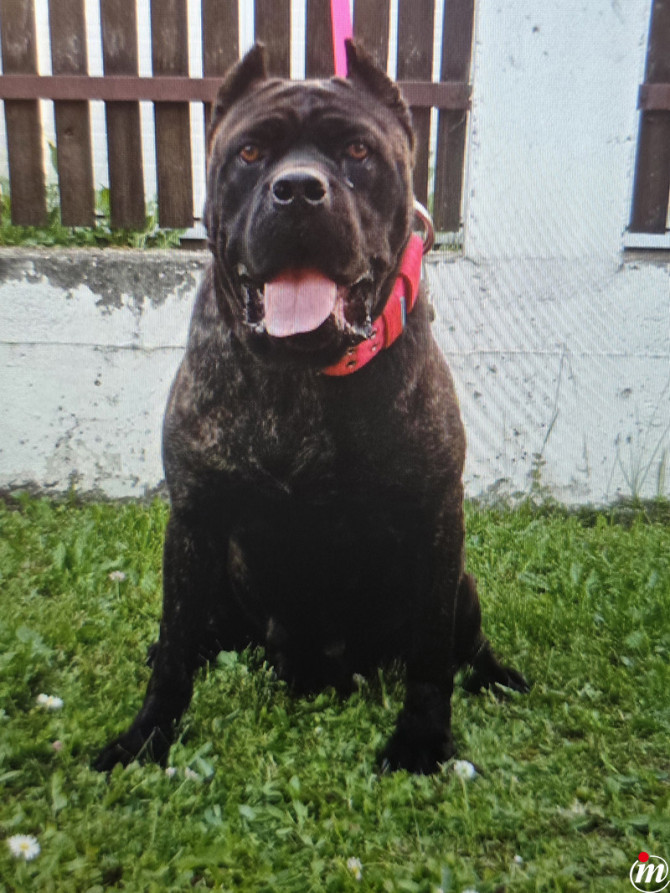 Cane Corso 