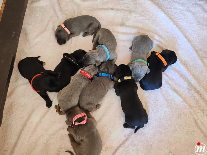 Cane Corso