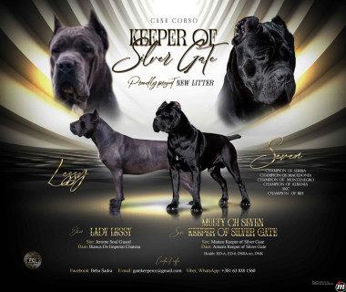 Cane Corso