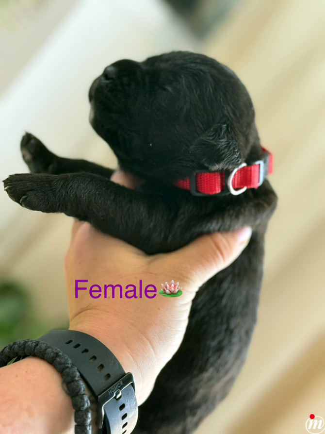 Cane Corso