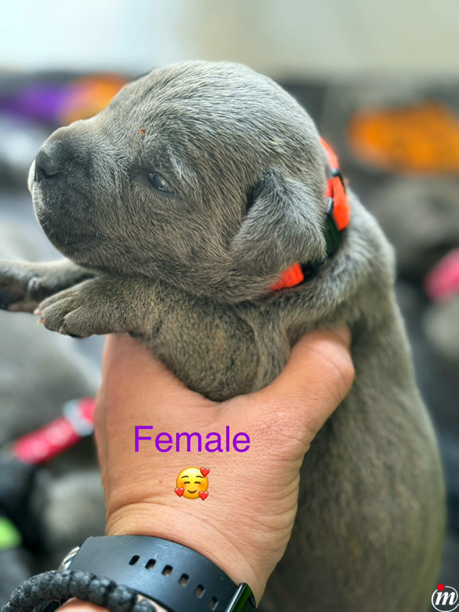 Cane Corso