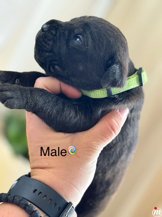 Cane Corso