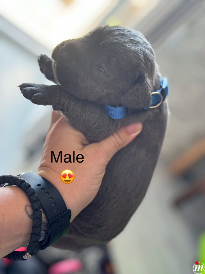 Cane Corso