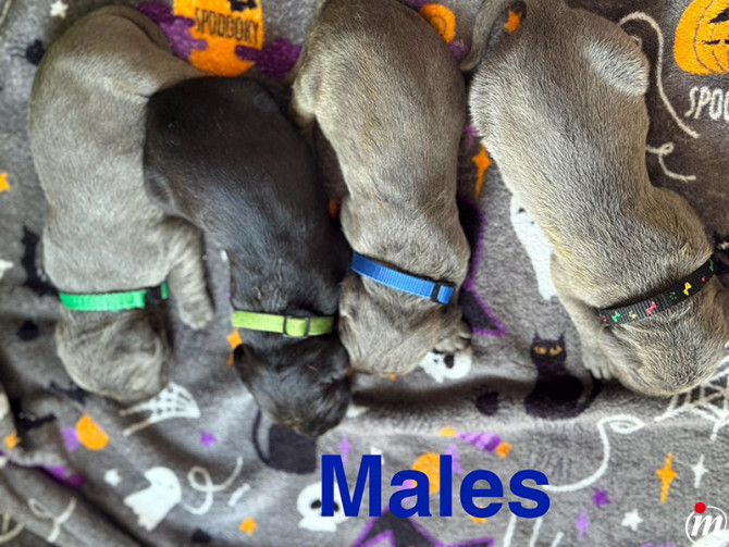 Cane Corso