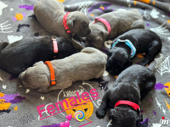 Cane Corso