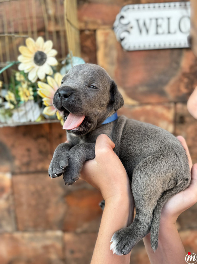   Cane Corso 