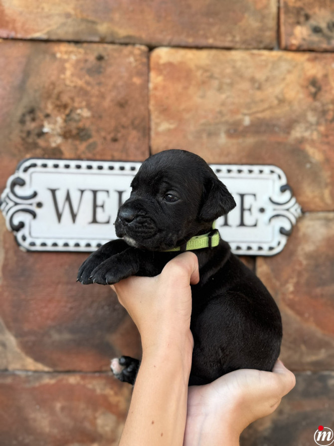   Cane Corso 