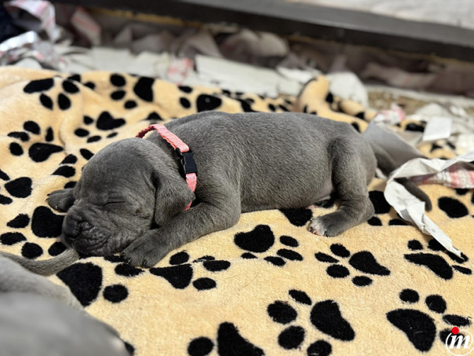   Cane Corso 