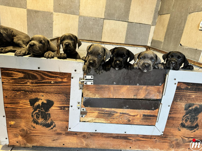Cane Corso