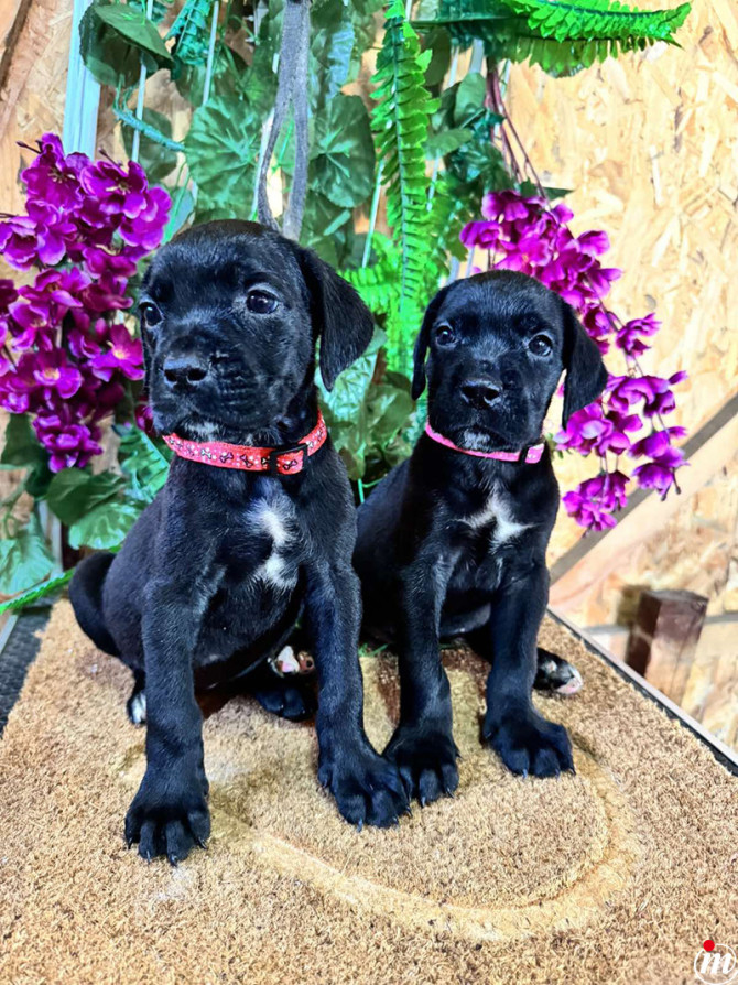 Cane Corso