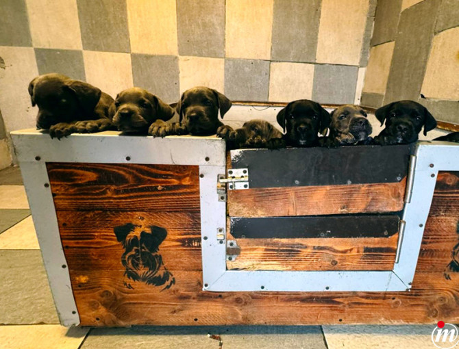 Cane Corso