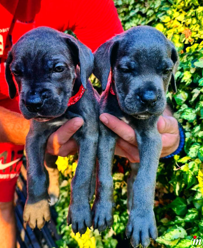 Cane Corso