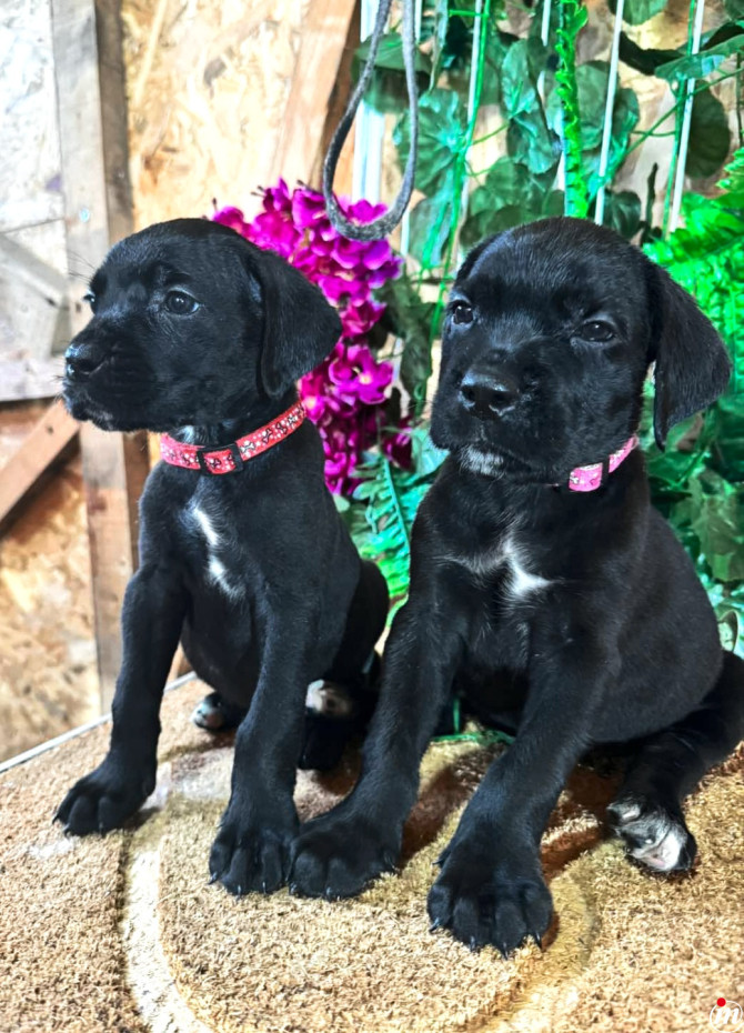 Cane Corso