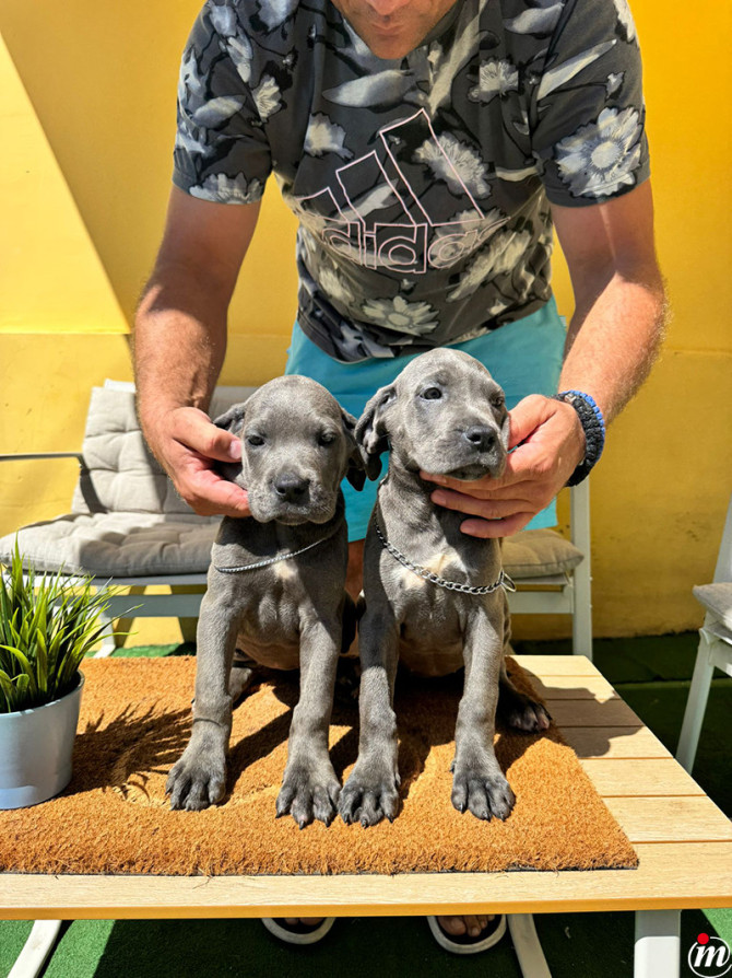 Cane Corso