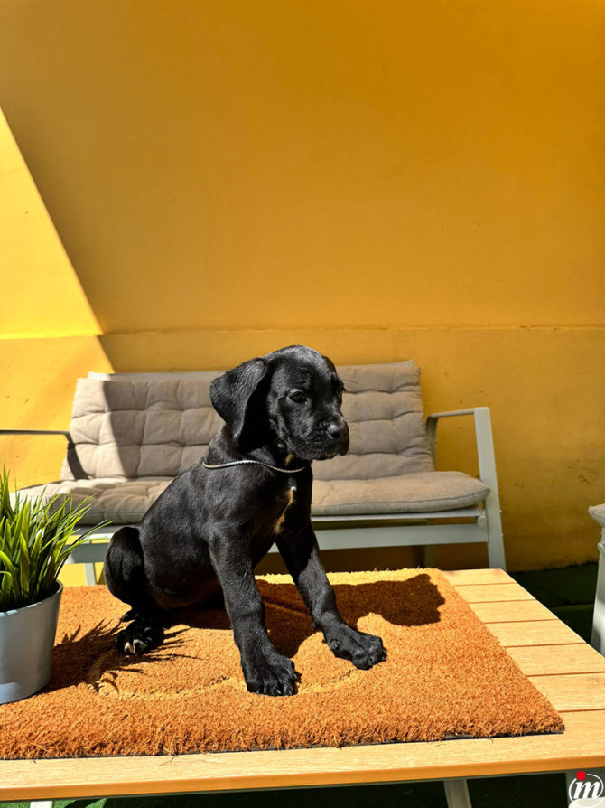 Cane Corso