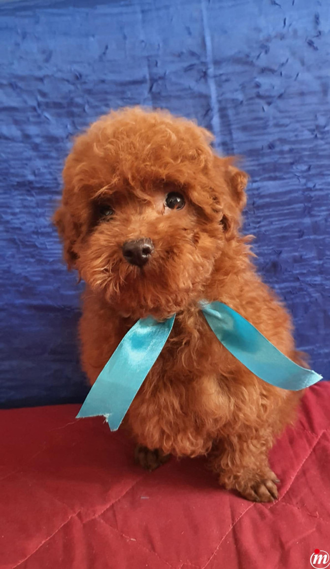 Toy Pudla