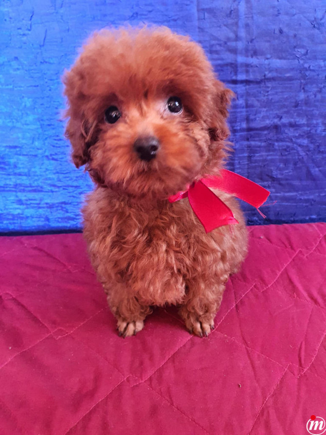 Toy Pudla