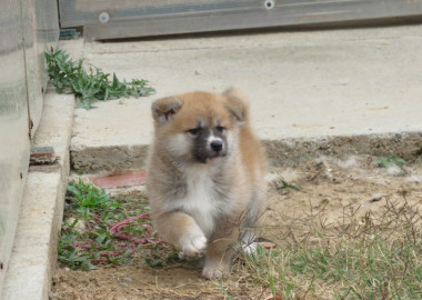 Prodajemo stence japanskih Akita