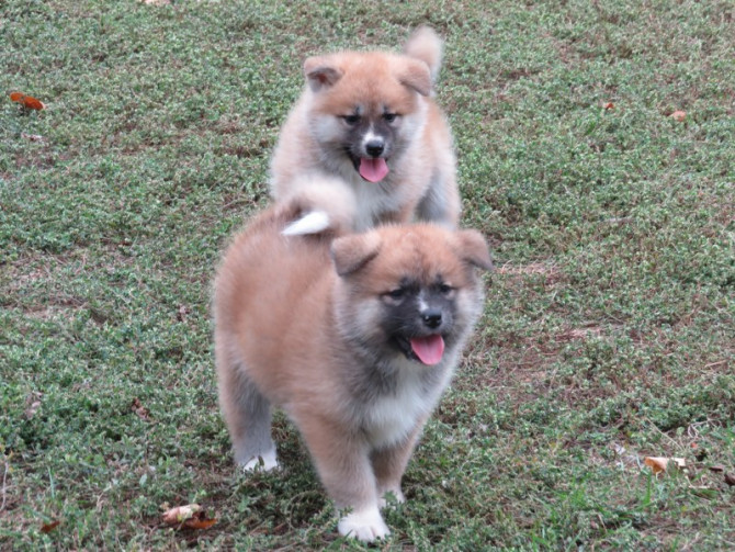 Prodajemo stence japanskih Akita