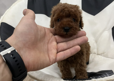 Toy pudle vrhunski kvalitet