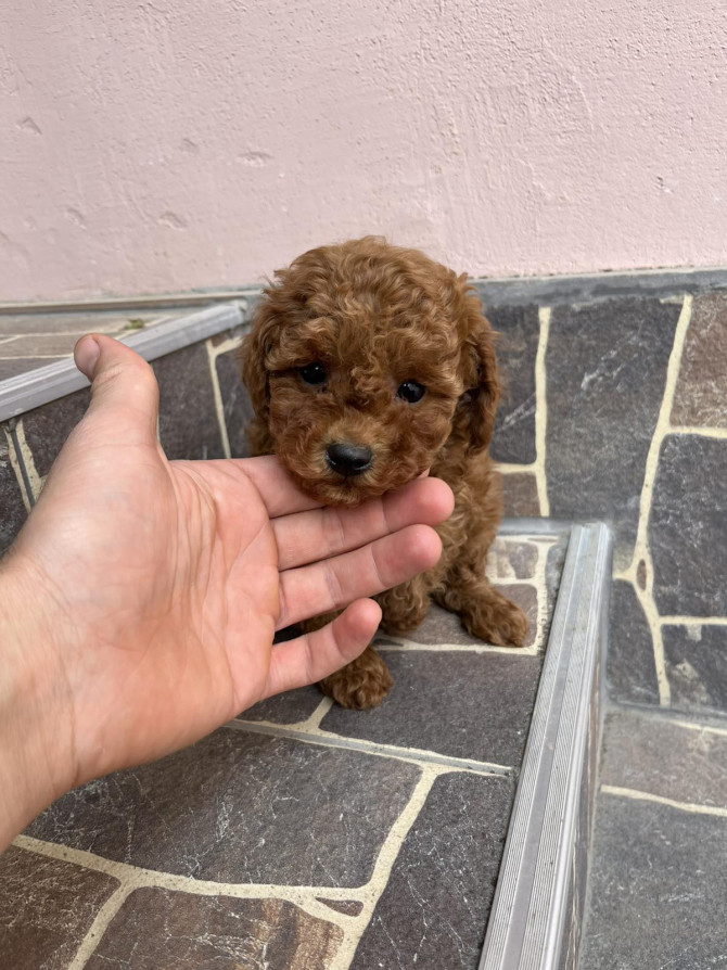 Toy pudle vrhunski kvalitet