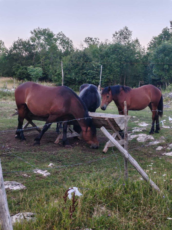 Prodaja konja