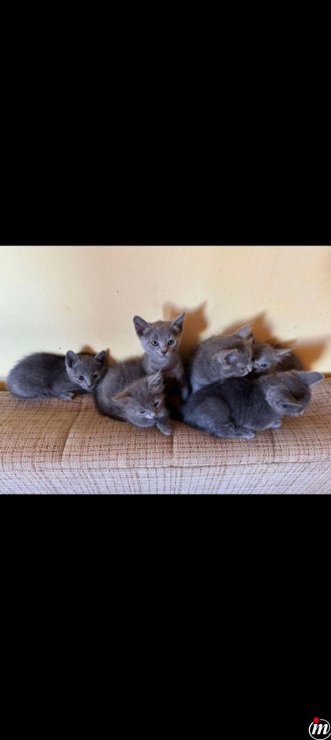 Rusian Blue Cat