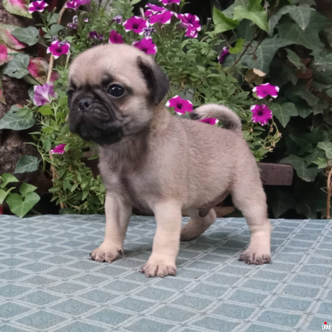  MOPS stenad