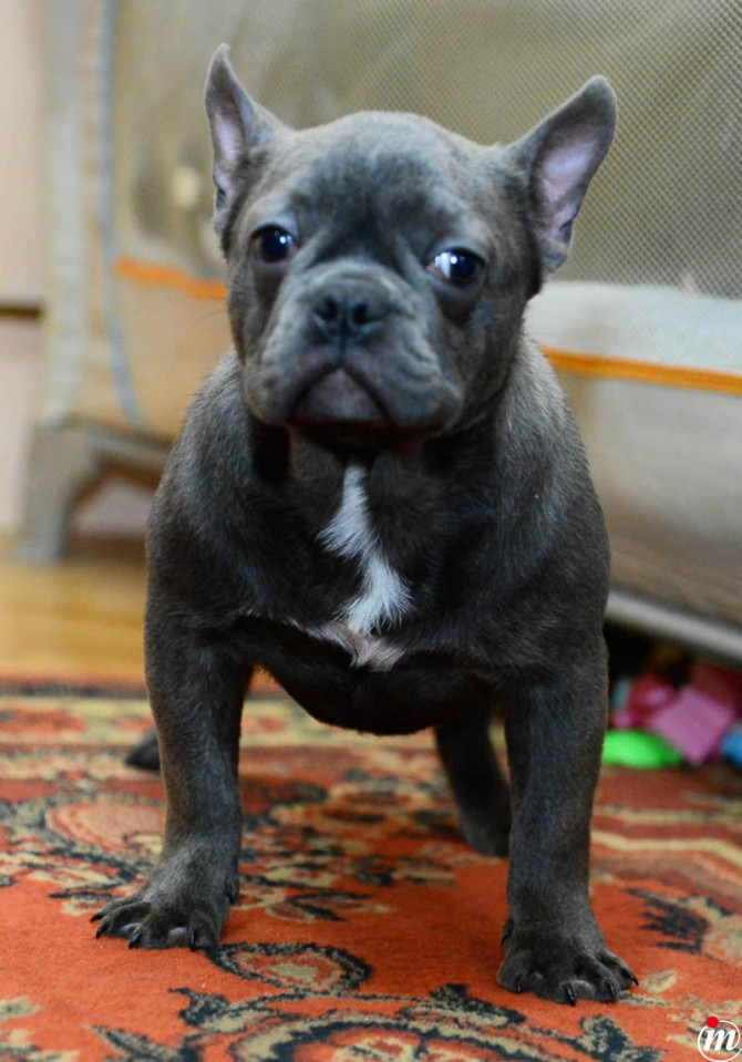 Francuski Buldog