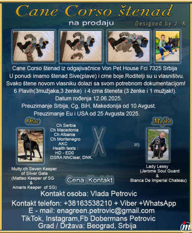 Cane Corso