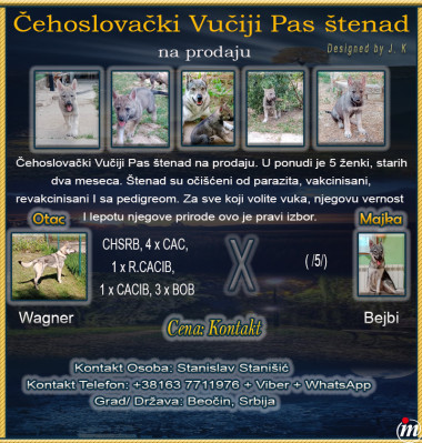 Čehoslovački Vučiji Pas
