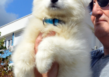 SAMOJED ŠTENAD