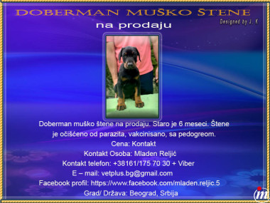 Doberman