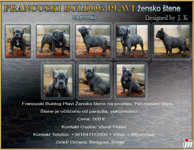 Francuski Buldog