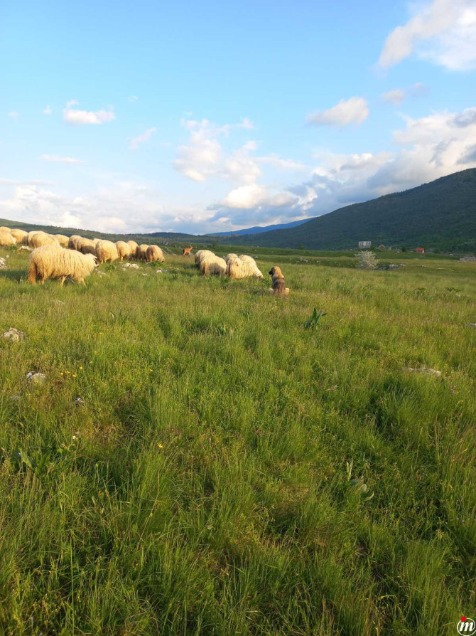 Radnik na farmi