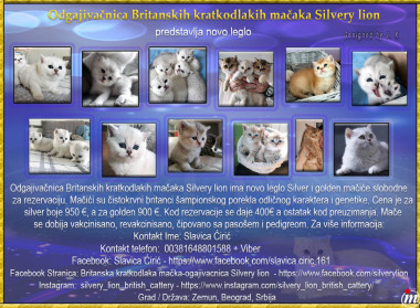  Britanska Kratkodlaka Mačka