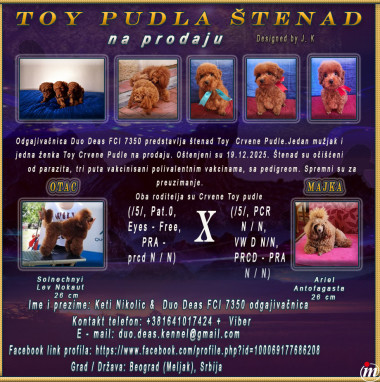 Toy Pudla