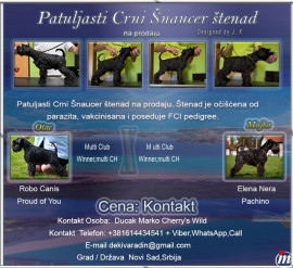 Patuljasti Crni Šnaucer