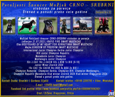 Patuljasti šnaucer CRNO-SREBRNI