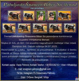 Patuljasti Šnaucer Biber So