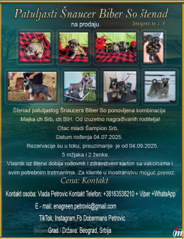 Patuljasti Šnaucer Biber So 