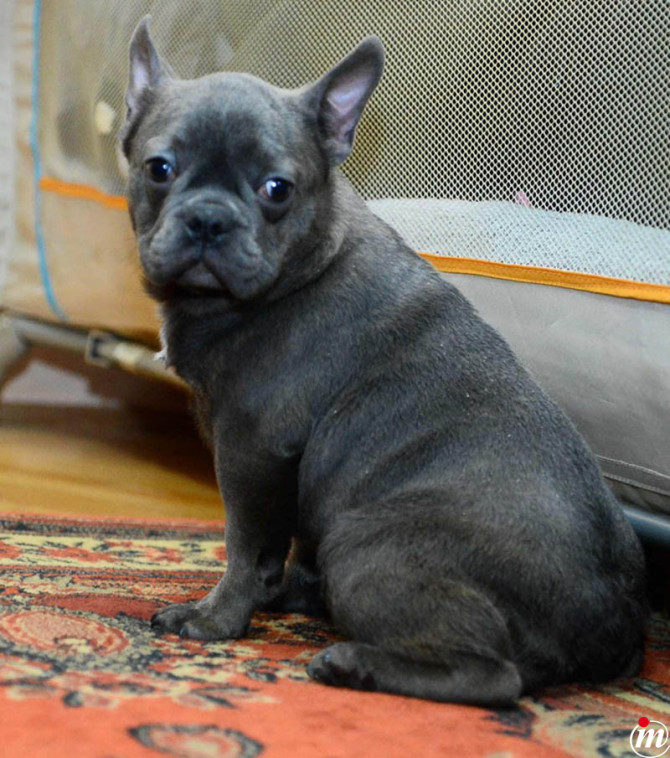 Francuski Buldog