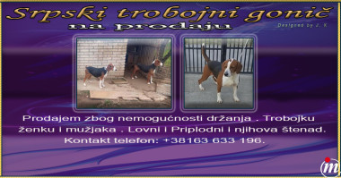 Srpski Trobojni Gonič